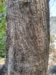 Leucaena macrophylla