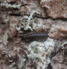 Anurophorus