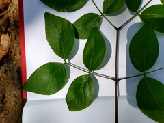 Leucaena macrophylla