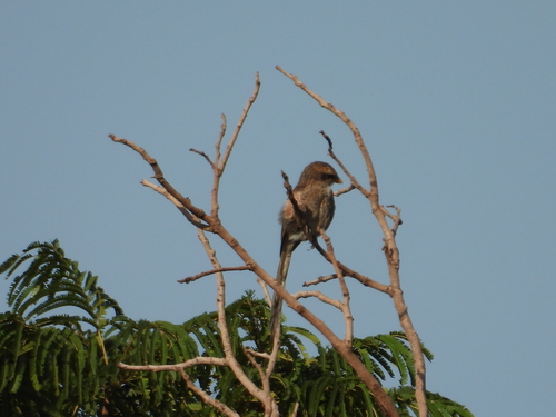 Yellow-billed Shrike
