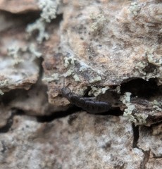 Anurophorus