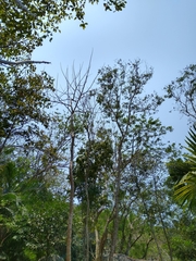 Leucaena macrophylla