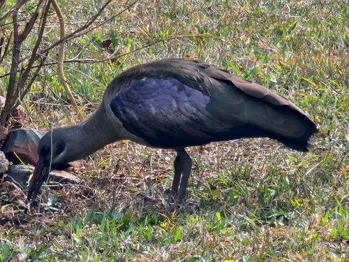 iNaturalist: (c) zolf, some rights reserved (CC BY-NC), uploaded by zolf iNaturalist image
