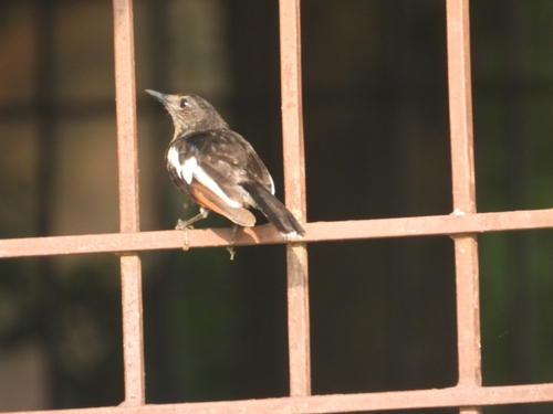 Oriental Magpie-Robin
