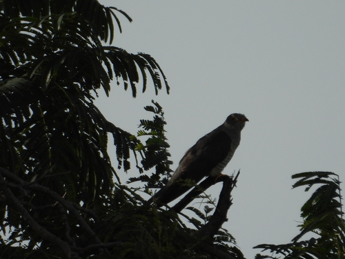African Cuckoo
