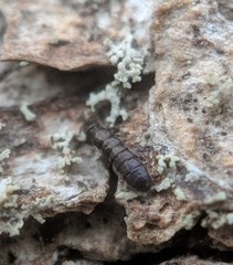Anurophorus