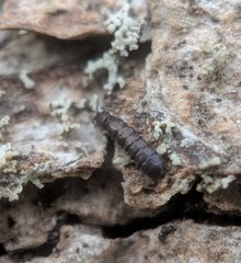 Anurophorus