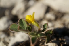 Trigonella spruneriana