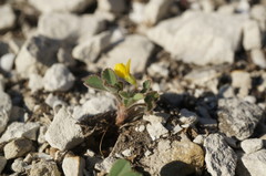 Trigonella spruneriana