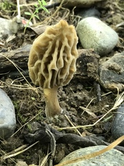 Morchella rufobrunnea