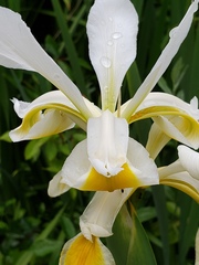 Iris orientalis