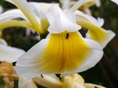 Iris orientalis