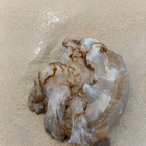 Warty Jellyfish