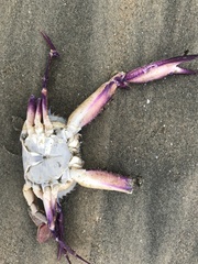 Achelous xantusii