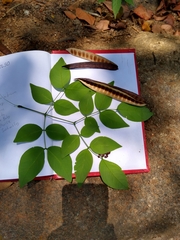 Leucaena macrophylla