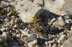 Trigonella spruneriana