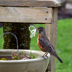 Turdus migratorius