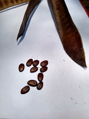 Leucaena macrophylla