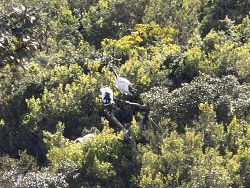 iNaturalist image