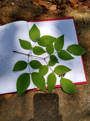 Leucaena macrophylla