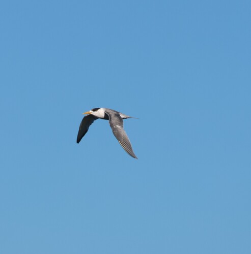 iNaturalist image