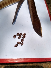 Leucaena macrophylla