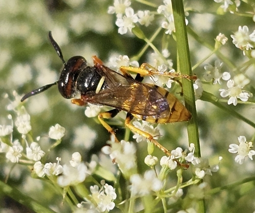 European beewolf