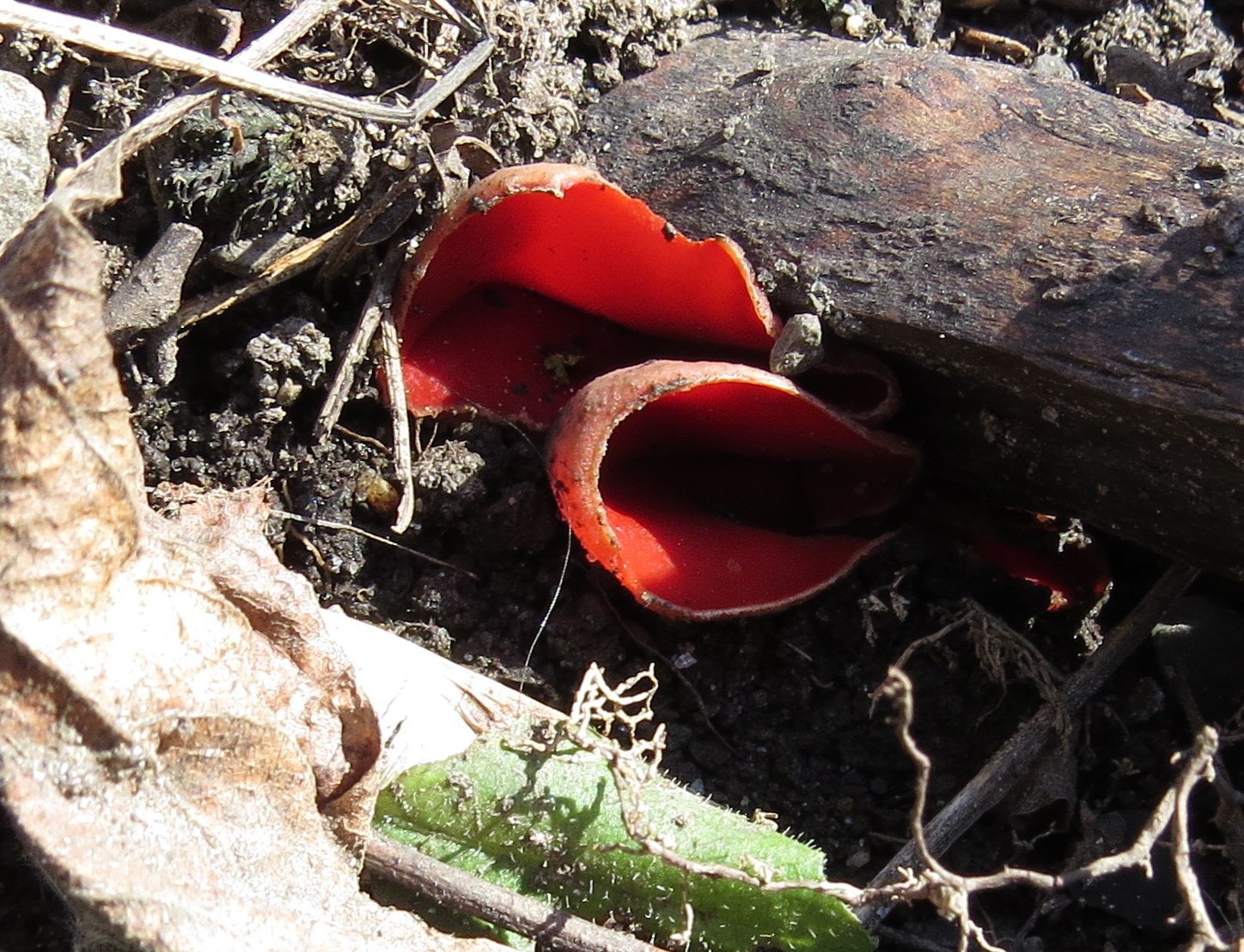 Sarcoscypha coccinea image