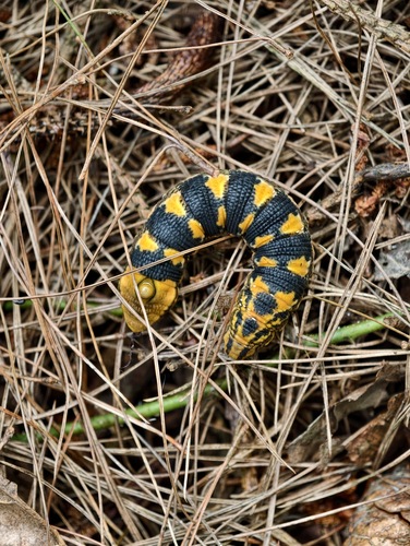 Sphecodina caudata