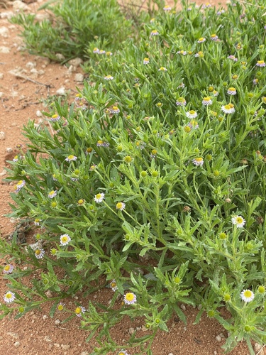 Calotis porphyroglossa, 2026-07-09