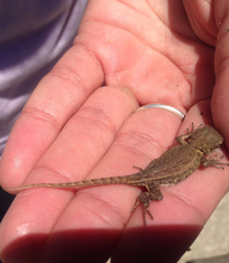 Sceloporus formosus