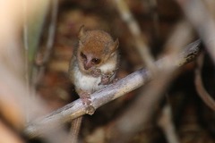 Microcebus murinus