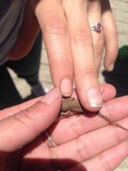 Sceloporus formosus