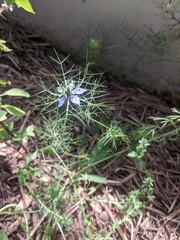 Nigella damascena