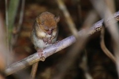 Microcebus murinus