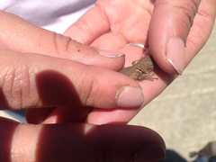 Sceloporus formosus