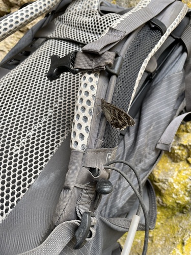 Striped Grayling