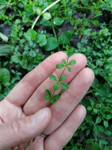 Наблюдение на iNaturalist