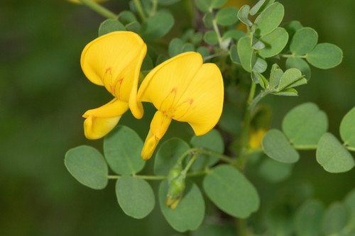 Bladder-senna