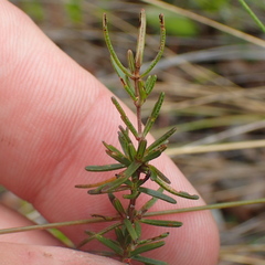 Hypericum tenuifolium
