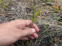 Hypericum tenuifolium