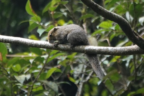 Callosciurus nigrovittatus observed 2026-07-13