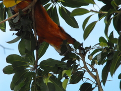Sciurus aureogaster
