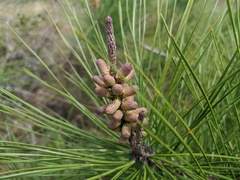 Pinus serotina