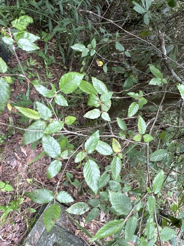 Carpinus kawakamii observed 2026-07-24