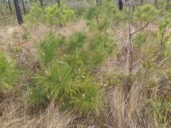 Pinus serotina