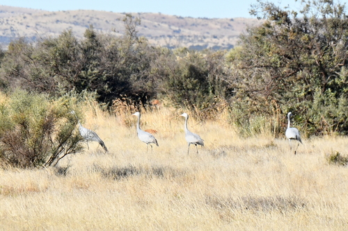 iNaturalist image