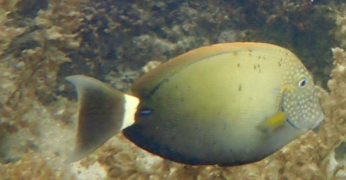 Acanthurus maculiceps observed 2026-07-23