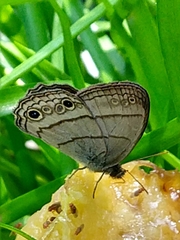 Euptychiina