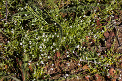 Plagiobothrys collinus